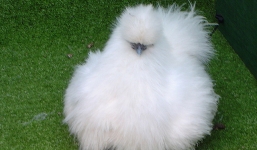 Gà mặt quỷ 55 triệu, gà lông xù 10 triệu đại gia Việt săn lùng